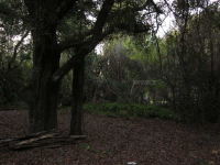 Timberwood Drive, Tampa, FL 33625 