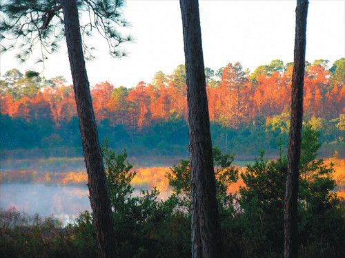 230 NE 142 AVE, Silver Springs, FL 34488 