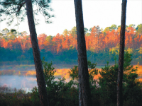 230 NE 142 AVE, Silver Springs, FL 34488 