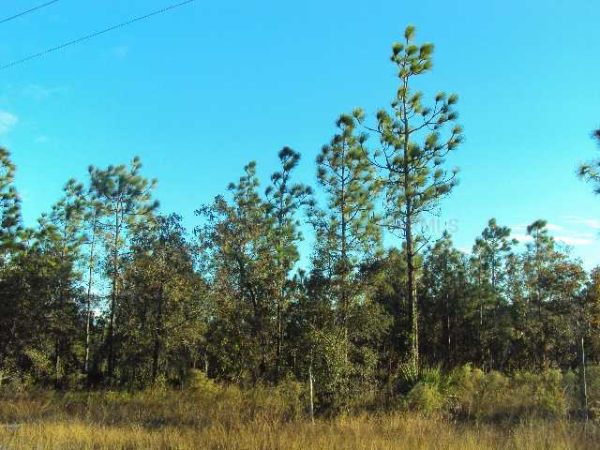 0 THRASHER AVE, Weeki Wachee, FL 34614 