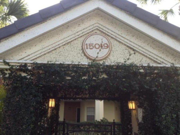 15019 Arbor Reserve Cir 12-114, Tampa, FL 33624 