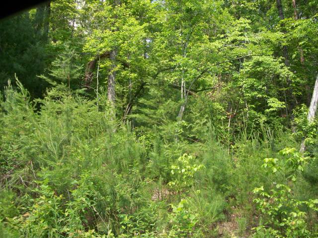 LOT 56 THE BLUFFS OF CARTECAY, ELLIJAY, GA 30540 