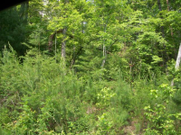 LOT 56 THE BLUFFS OF CARTECAY, ELLIJAY, GA 30540 