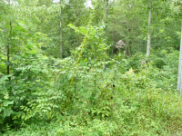 LOT 10 SUTTON COVE, HIAWASSEE, GA 30546 