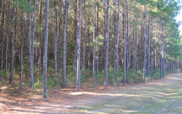 LOT 19  TUSCAN LANDING, WAVERLY, GA 31565 