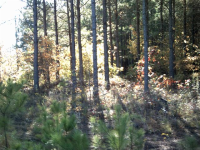 LOT 01 LISA WOODS LN, EATONTON, GA 31024 