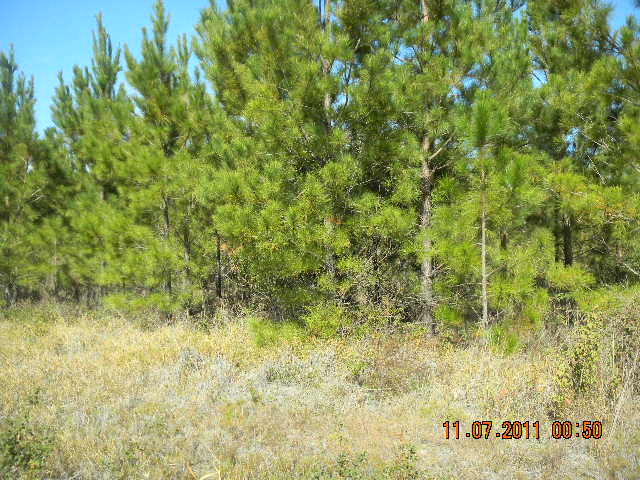 LOT 2 THORN BIRD RD, MANOR, GA 31503 