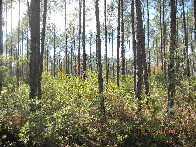 LOT 48 MILLWOOD PLAN, WAYCROSS, GA 31503 