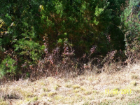 UPLANDER CT, RABUN GAP, GA 30568 