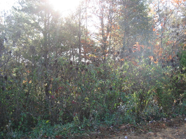 LOT 118 THE BLUFFS O, ELLIJAY, GA 30540 