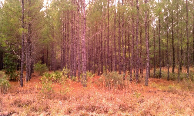 LOT 103 PHASE 1 CAMD, WOODBINE, GA 31569 