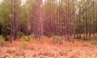 LOT 103 PHASE 1 CAMD, WOODBINE, GA 31569 