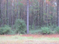 LOT 68 MIDDLETON PLA, WAVERLY, GA 31565 
