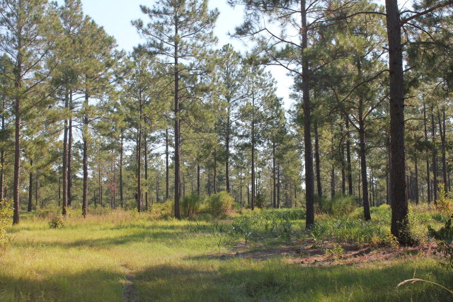 0 County Line Road, Wray, GA 31798 