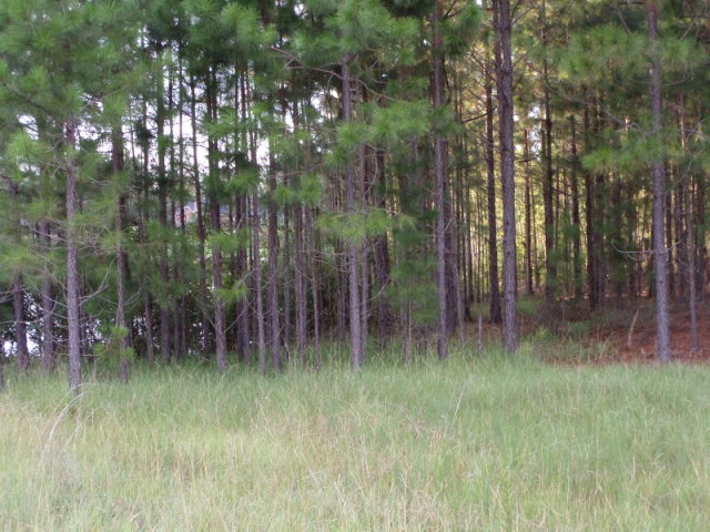 01 Vidalia, Vidalia, GA 30474 