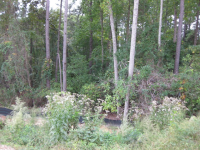 3946 Carolyn St, Augusta, GA 30909 