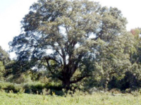 0 Hwy 82/Apple Valley Rd, Commerce, GA 30529 