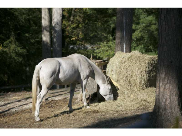 4680 Polo Lane, Atlanta, GA 30339 