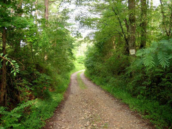 0 Camp Dobbs Road, Jasper, GA 30143 