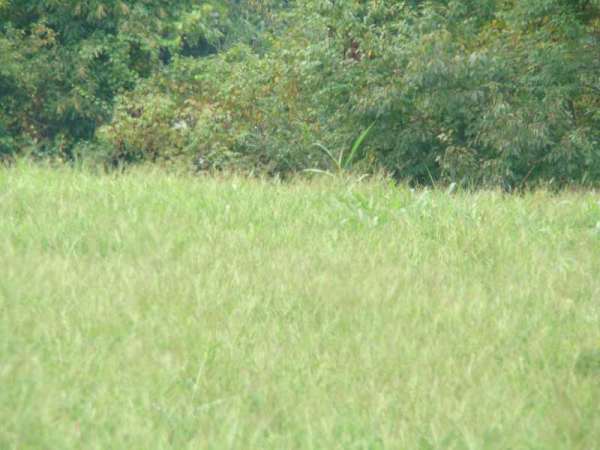 0 Porter Springs Road, Dahlonega, GA 30533 