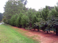 0 Whitmire Road, Cumming, GA 30040 