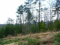 401 Celie Ann Seabolt Road, Cleveland, GA 30528 