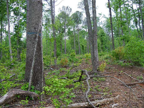 0 W Wren Road W, Jasper, GA 30143 