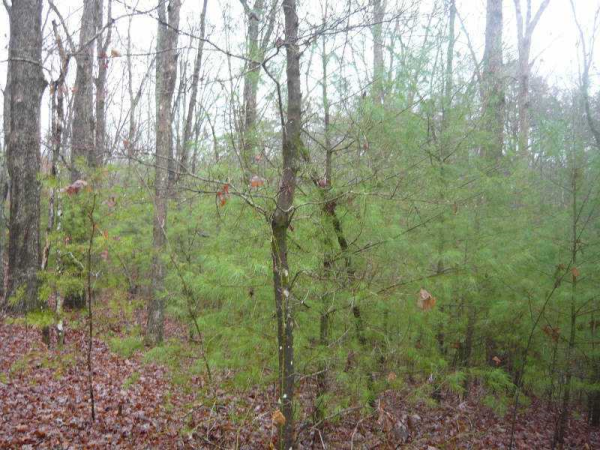 0 Sweet Apple Lane, Dahlonega, GA 30533 