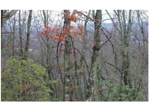 0 Ga Hwy 52, Chatsworth, GA 30705 