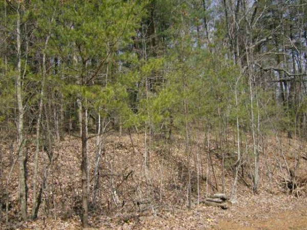 475 Amicalola Woods Dr, Dawsonville, GA 30534 