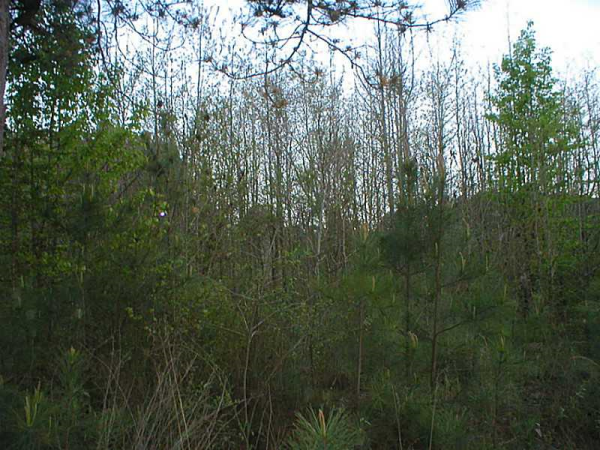 1973 Barton Bridge Road, Monroe, GA 30655 