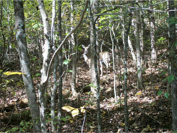 615 Chestatee River Estates, Dahlonega, GA 30533 