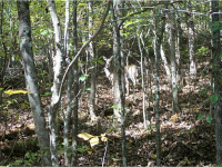 615 Chestatee River Estates, Dahlonega, GA 30533 