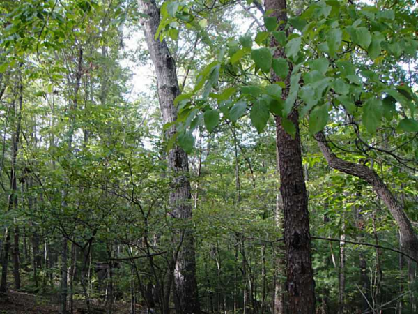 154 Champion Creek Road, Jasper, GA 30143 