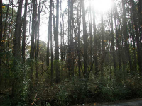 0 Jackson Lake Road, Mcdonough, GA 30252 