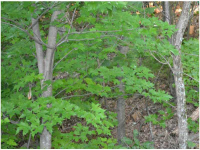 0 Old Federal Road, Dawsonville, GA 30534 