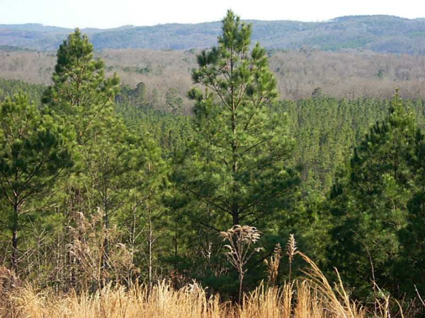 0 Townsend Teague Road, Rydal, GA 30171 