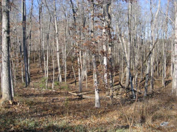 111 Bridlewood Pass, Ball Ground, GA 30107 