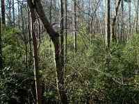 162 Osborne Road, Flowery Branch, GA 30542 