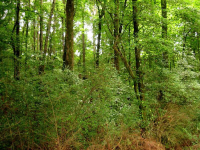 0 Jot Em Down Road, Cumming, GA 30041 