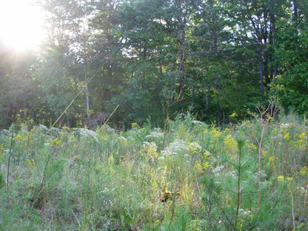 0 Mahan Ridge, Dahlonega, GA 30533 