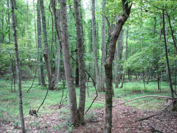 0 Old River Road, Dahlonega, GA 30533 