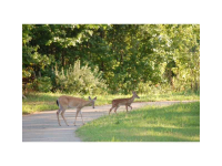 0 Tract #4, Dahlonega, GA 30533 