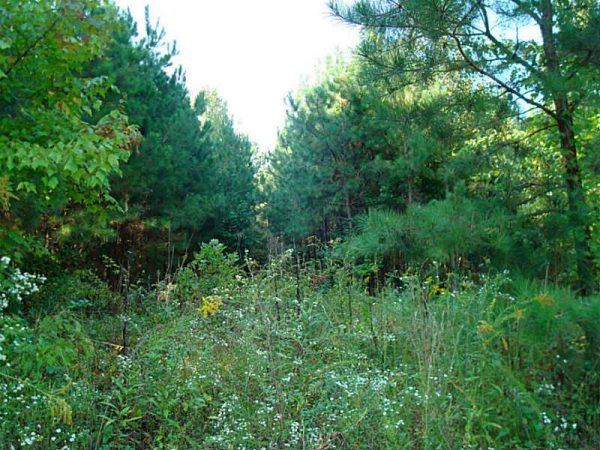 0 Woodland Road, Canton, GA 30114 