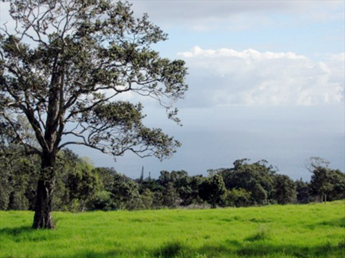 43-2000 Hamakua Coffee Lots, Paauilo, HI 96776 