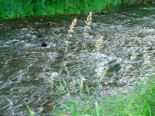 Willow, Dorchester, IA 52140 