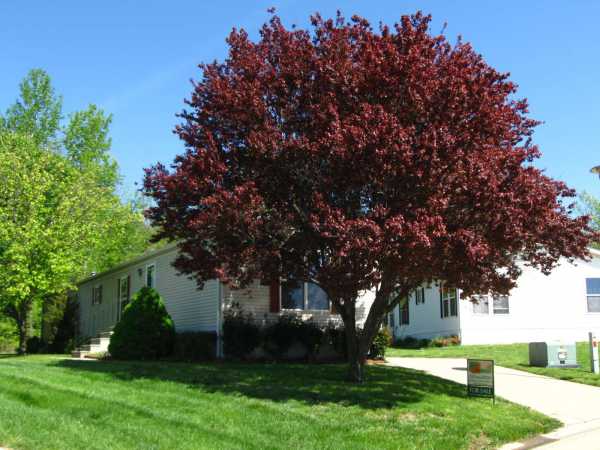 24 Pheasant Glen, Collinsville, IL 62234 