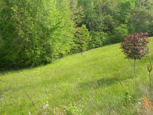 1566 PEA RIDGE RD, Scottsville, KY 42164 