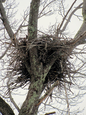 -- Graveraet Road, Stanton, MI 48888 