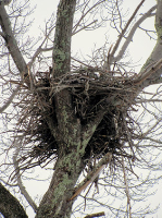 -- Graveraet Road, Stanton, MI 48888 